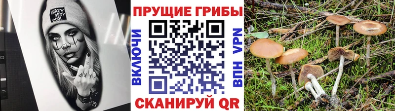 как найти закладки Дзержинск Псилоцибиновые грибы мицелий
